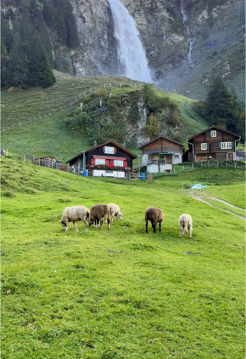 Would you like an unforgettable farm experience? Visit us in Switzerland! Discover our farm, meet the animals, and enjoy the stunning countryside. We can’t wait to welcome you❤️🇨🇭 www.farmtourswitzerland.com