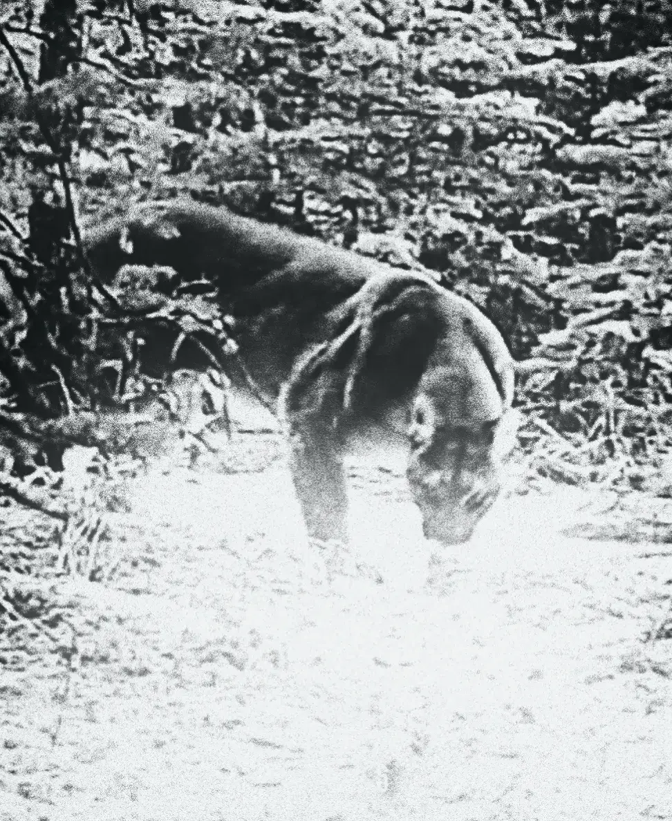 #cougar #puma #дикиеживотные #животные #животное #wild #wildlife #wildanimals #animal #animals #animalsoftiktok #animales #animallover #animalworld #nature #zoo #zoology #пума 