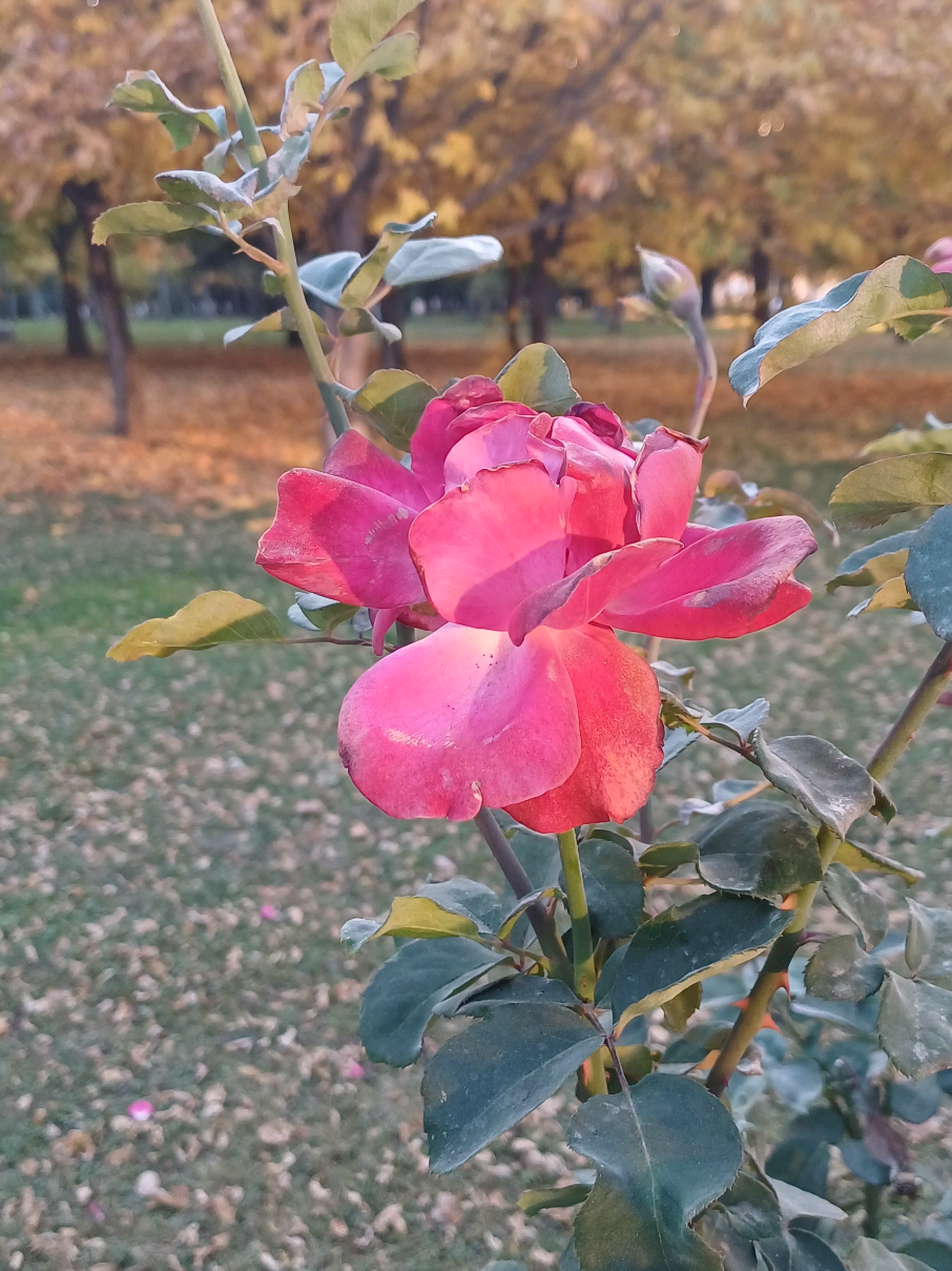 #flowers  #dilbar  #rose  #tiktok  #farsi  #explore 