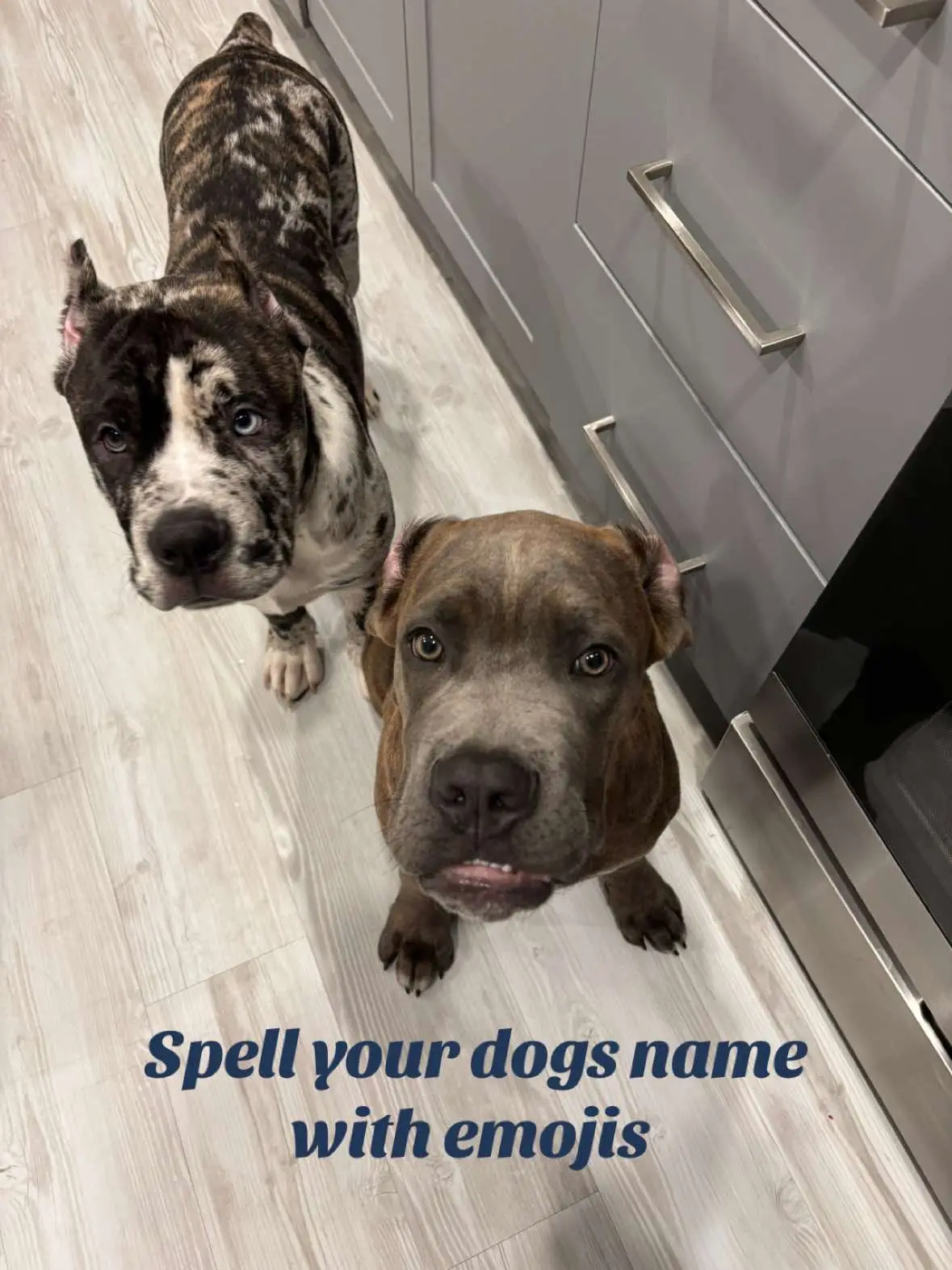 Can you guess their names? #foryoupage #dog #puppy #guess #name #emoji 