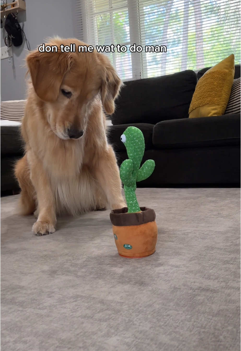 I’m deceased 🤣💀 SOUND UP #talkingcactus #goldenretriever #latinadogmom 