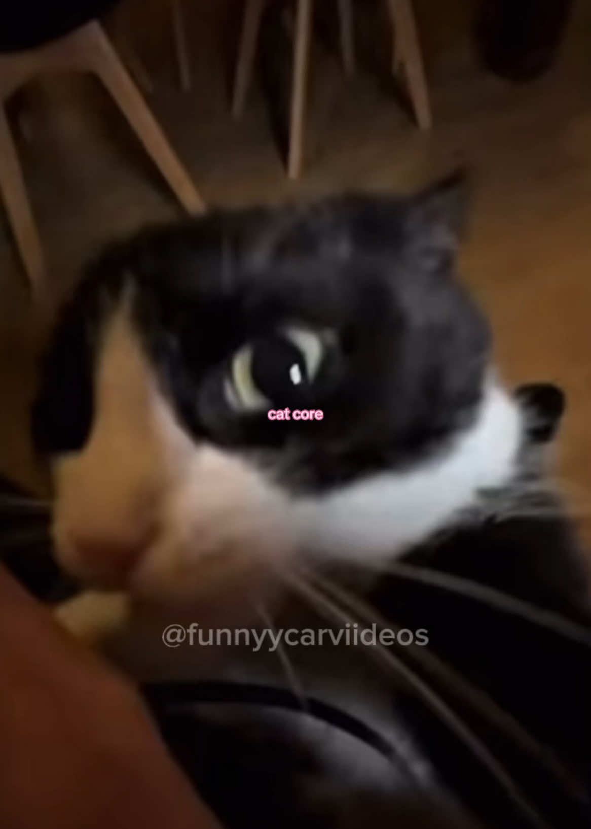 ᓚᘏᗢ core ฅ^>⩊<^ ฅ #fyp #fypシ #catcore #catlover #cat #funnyvideo #funnymoments #catsoftiktok #funnytiktok #