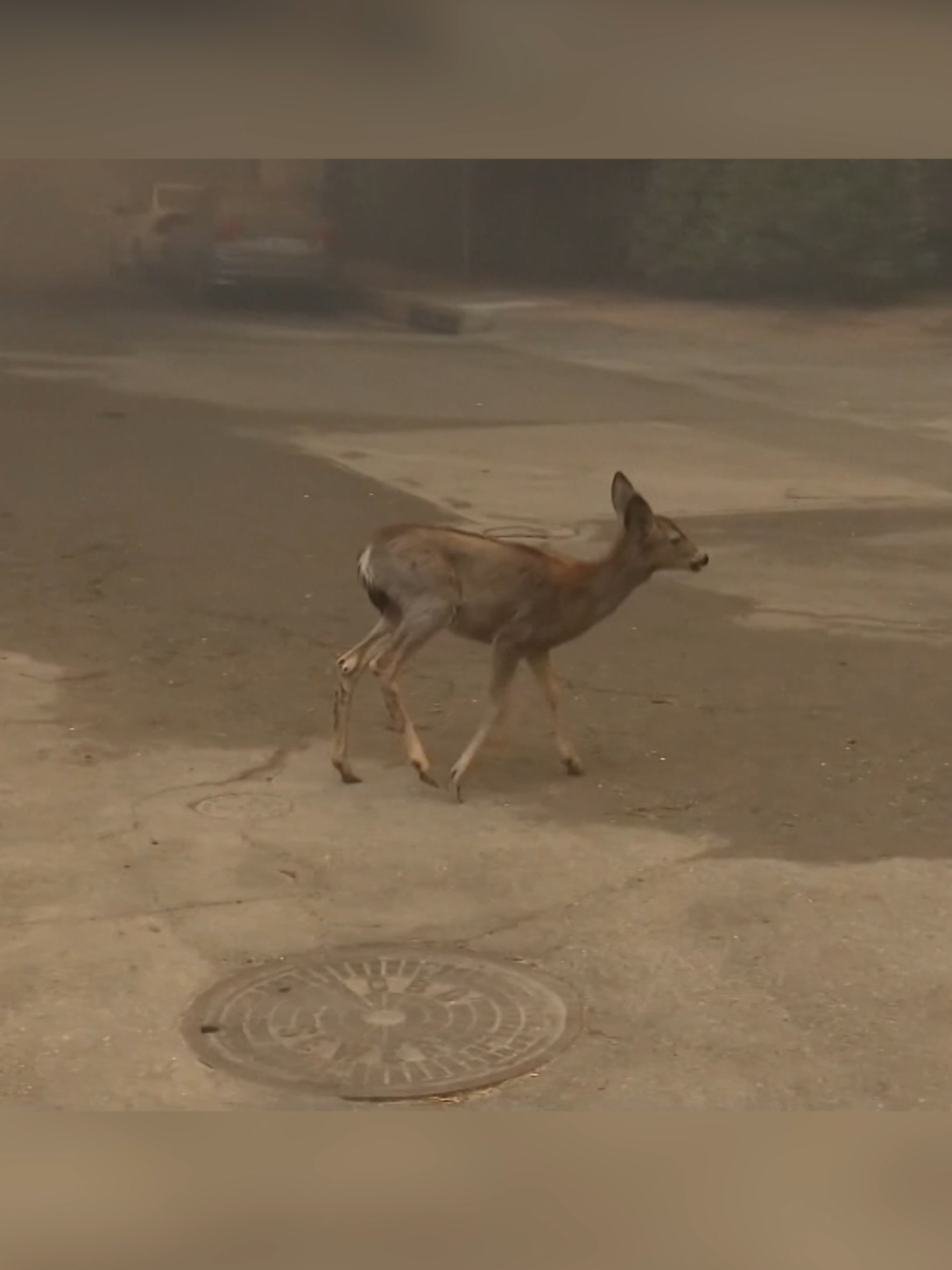 This heartbreaking video shows a deer searching for safety in the Southern California community of Altadena, where the Eaton Fire is burning. As of Wednesday afternoon, the fire has burned about 2,925 acres.  #eatonfire #News #sanfrancisco #LosAngeles