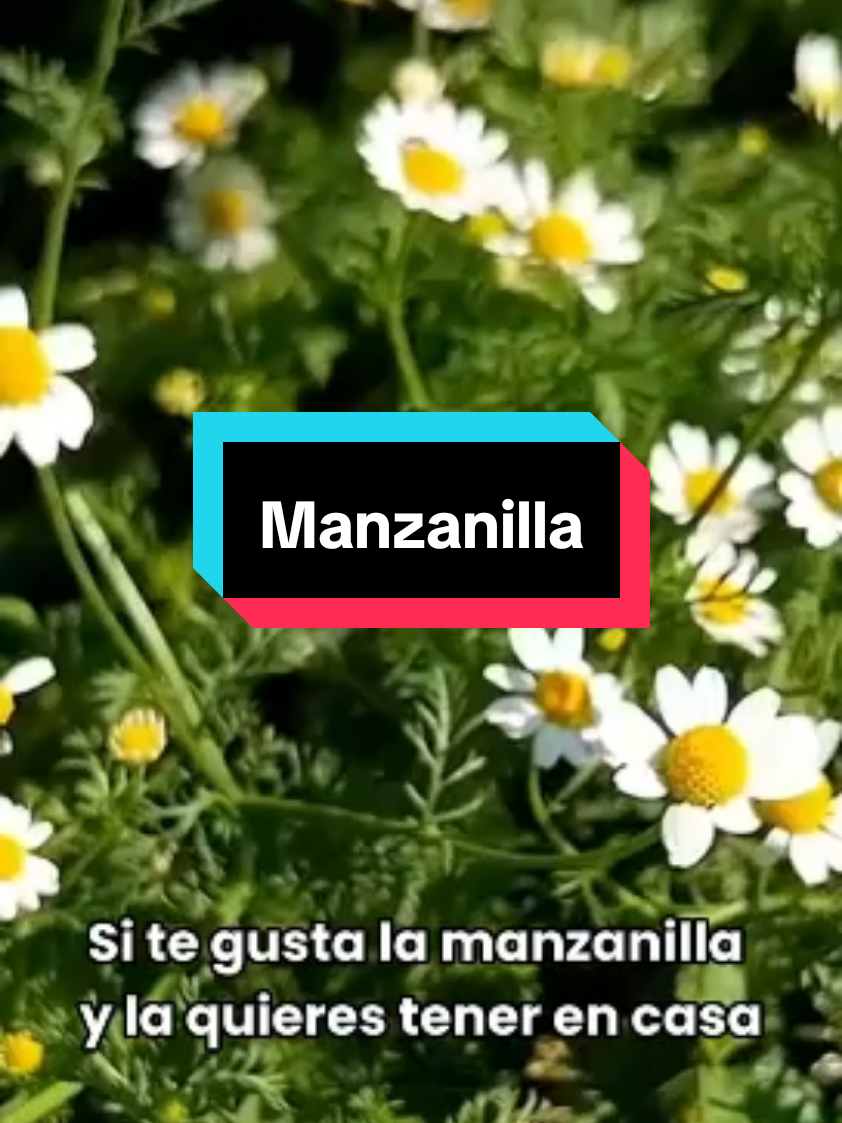 Manzanilla de saquitos de té #manzanilla #cultivos #cultivoecologico #vegetables #vegetalesfrescos #siembra #huertoencasa #huerto #huertoorganico #fertilizante #te 