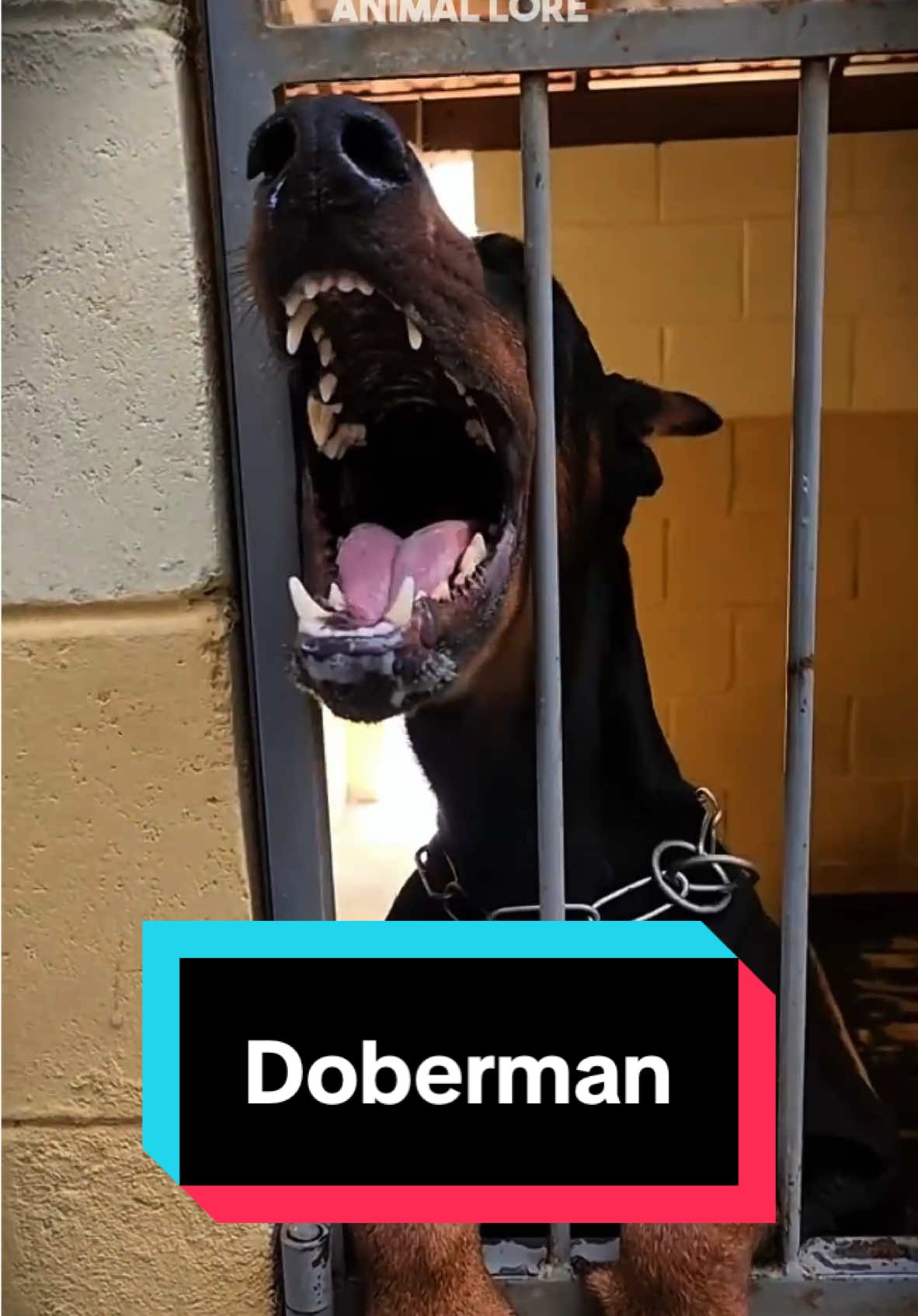 Discover Doberman 🐶 a very cute pet dog 😍 #doberman 