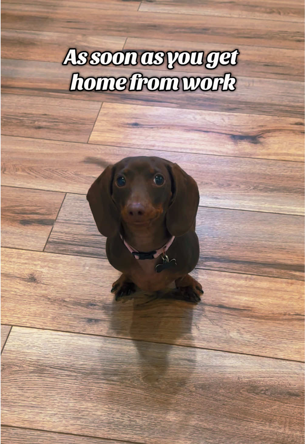 Twin, where have you been? #dogsoftiktok #dachshund #work #fyp 