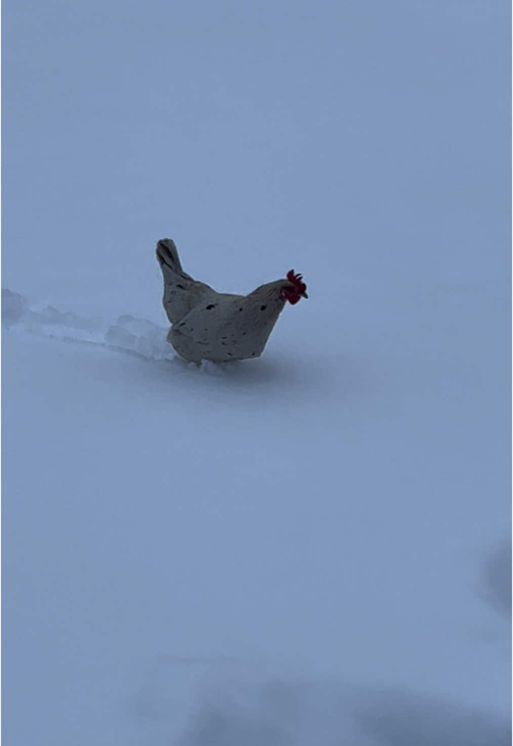 Sage plowing through the snow, her and my brown Easter egger tolerate the snow the best  #Chicken#chickeninsnow#winterchicken#winter#snow#bird#funnyanimals#snowchicken