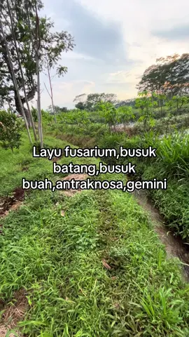 Keluh kesahe nandur lombok wulan 11 bolo😌#petaniindonesia🇮🇩🇮🇩🇮🇩🌿🌿 #petanicabe #cmk #petanimuda 
