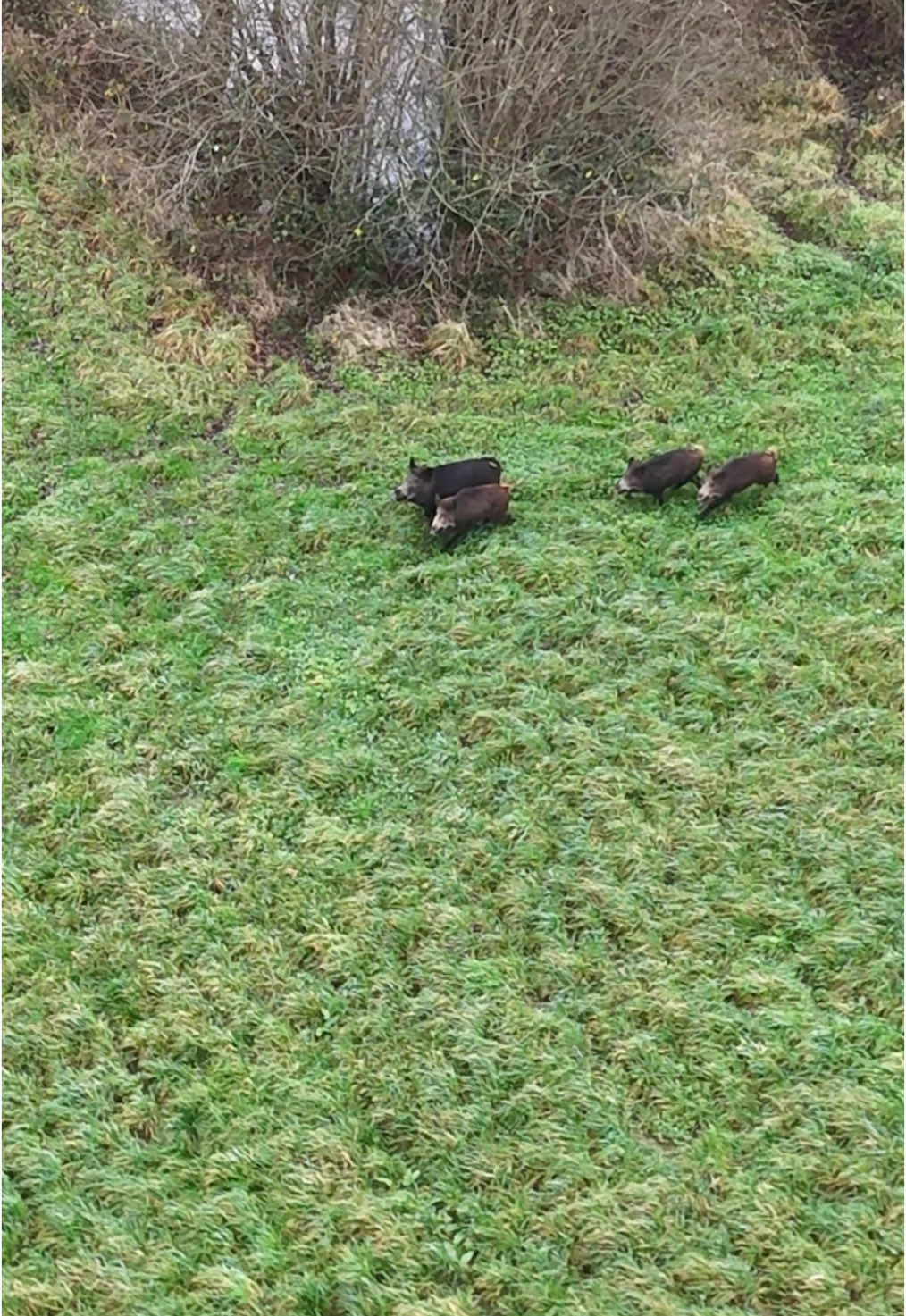 🐗🦌🤩#sanglier#marcassin#nature#chevreuil#family#pourtoiii 