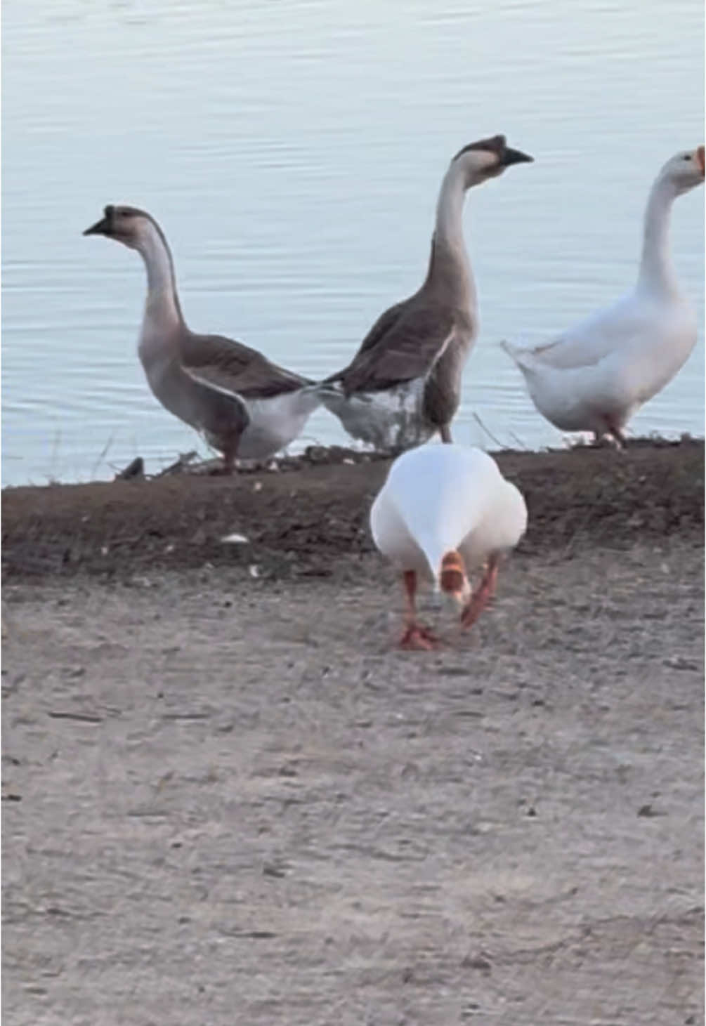 Just in a silly goosey mood!! 😅😂🪿 #goose #OhNo #bts #animalsoftiktok @SLO Town Studios 