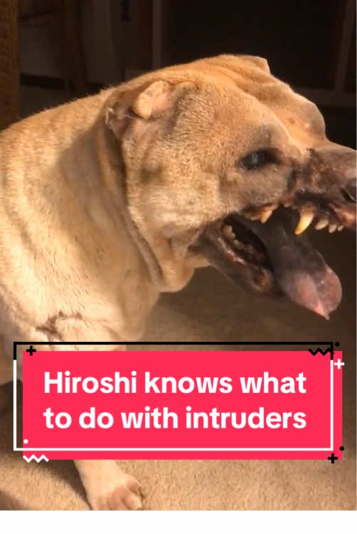 Hiroshi knows what to do with intruders  #dog #jokes #dogsoftiktok #joke #funnydog #funnyvideo #fyp 