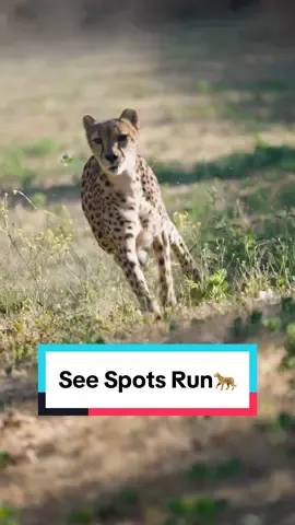 See spots run 🐆 #cheetah #cheetahrun #slowmotion #zoomzoom #wildlife #catsoftiktok #sdzsafaripark