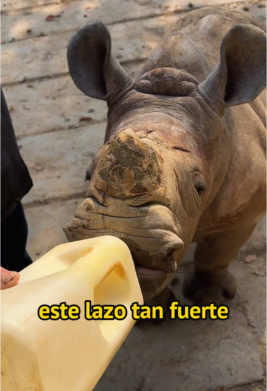 Rhino baby grows up happily#animals #Foryou #Friendship #Us