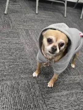 #AI #Daisey #Chihuahua #brainrot #bussin #crackdealer #thuglife #god #talkingdog #rapping #rap #chinese 