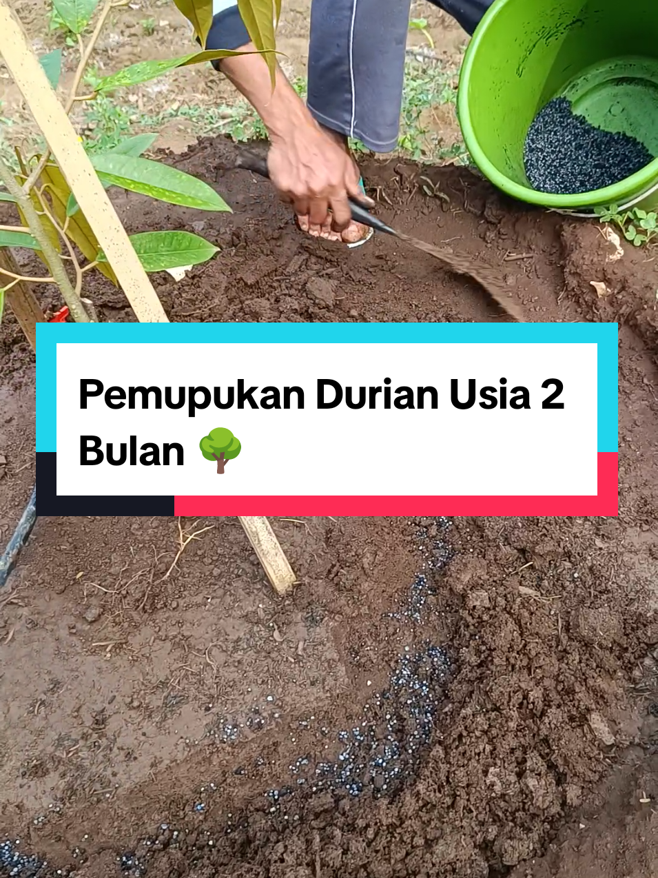 Pemupukan Durian Usia 2 Bulan 🌳