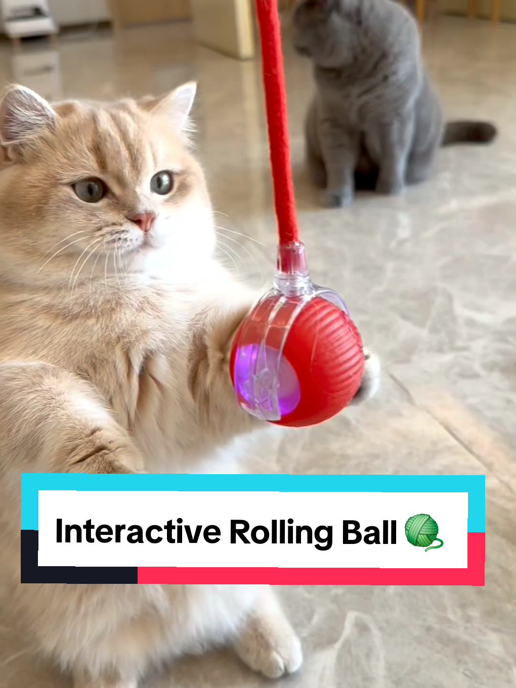 Interactive Rolling Ball 🧶  #cattoys #cattoy #rollingball #catproducts 