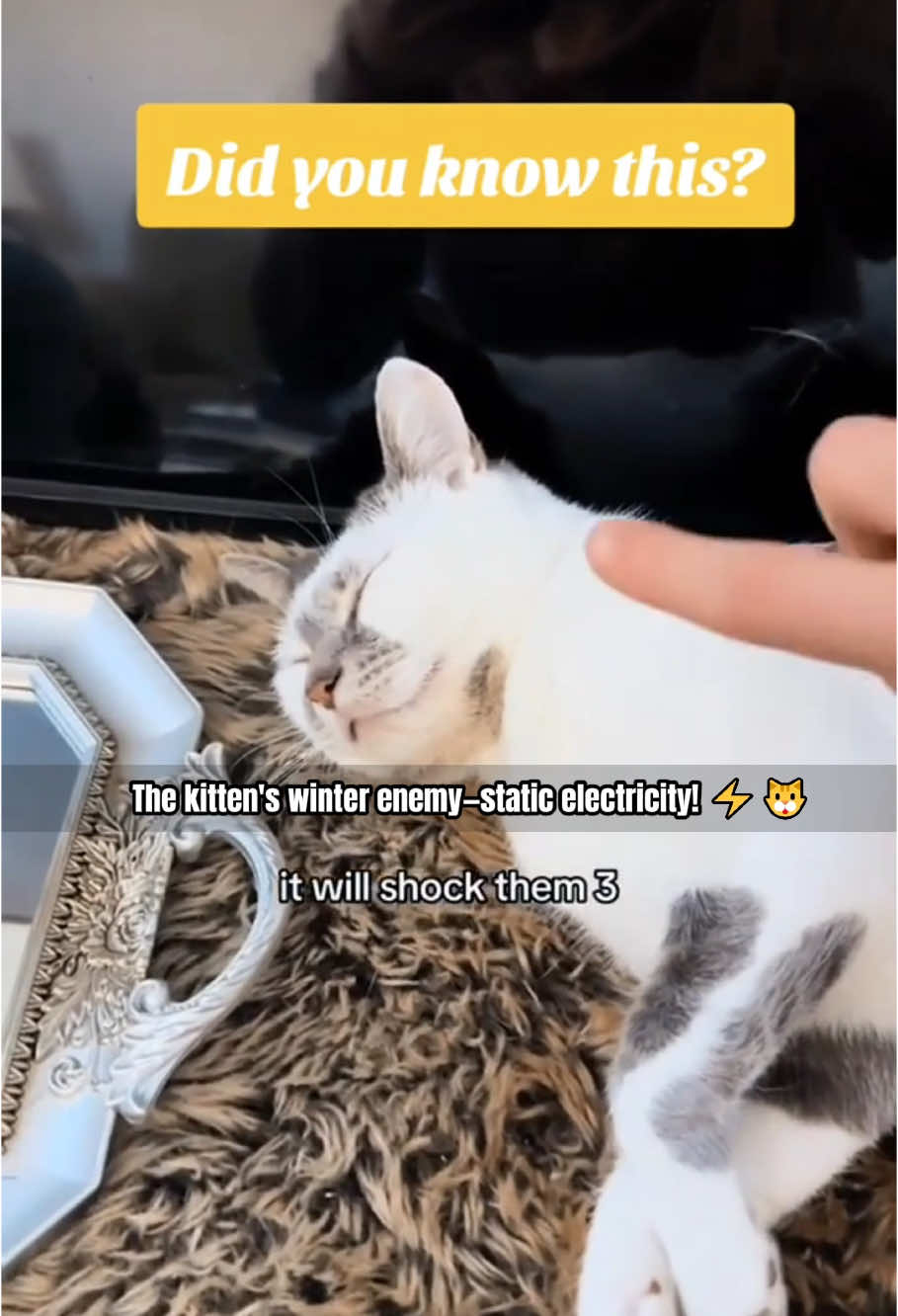 #pet #🥰🥰🥰🥰❤️❤️❤️ #funny #fun #animals #anime #fypシ #fyp #foryou #funnyvideos #fypシ゚viral #tiktokviral #catlover 