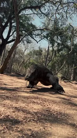 Komodo atau biawak komodo (Varanus komodoensis) adalah spesies kadal terbesar di dunia yang hanya ditemukan secara alami di beberapa pulau di Provinsi Nusa Tenggara Timur, Indonesia, seperti Pulau Komodo, Rinca, Flores, Gili Motang, dan Gili Dasami. Hewan ini sering disebut dengan nama lokal 