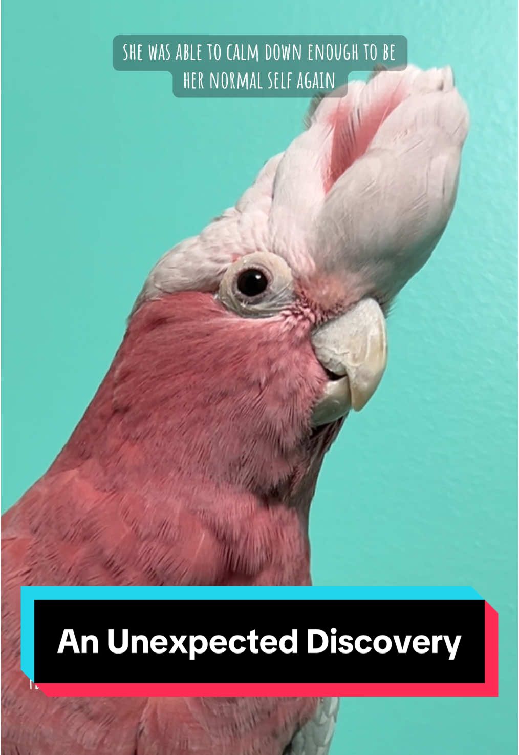 It is not normal for a parrot to act unsteady, wobbly, or extremely uncomfortable after a vet or grooming visit. Rosa was trying to let everyone know something was wrong, but the  people in the room weren't listening. She was finally heard. I am so grateful I was able to recognize what was happening quickly and calmly handle the situation in a way that kept Rosa safe and allowed her to recover. Her caretaker will be finding a new vet and making some changes to prevent something like this from ever happening again. #parrotsoftiktok #petbirds #parrotnailtrim