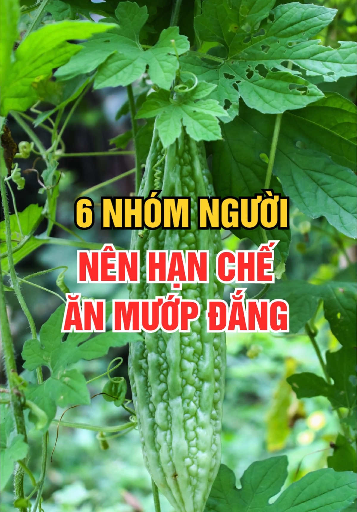 6 Nhóm người nên hạn chế ăn Mướp Đắng #songkhoemoingay #muopdang 