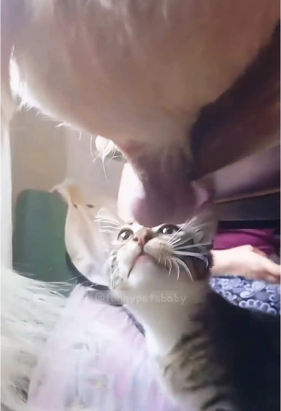 Funny Cats and Dogs😹😹🤣🤣#funny #funnyvideo #cat #funnycat #funnydog #dog #cute #catsoftiktok #cats #foryou 