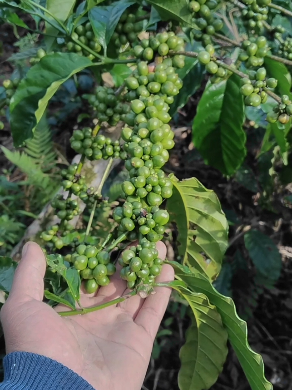 kelakuane sopo Iki nyolong entres #kopirobusta #petanikopi #kopilampung #petani #fypシ #fyp #petanimuda #lampungbarat 