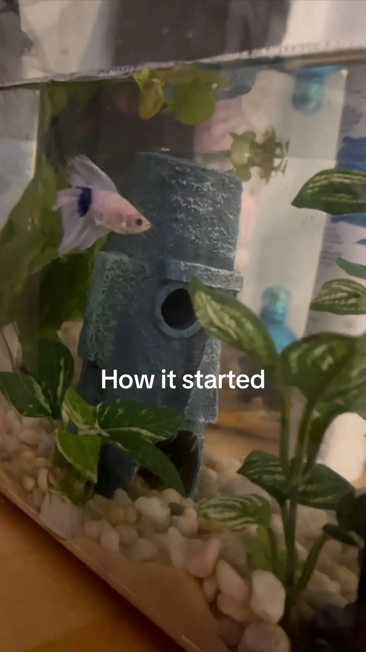#fish #bettafish 