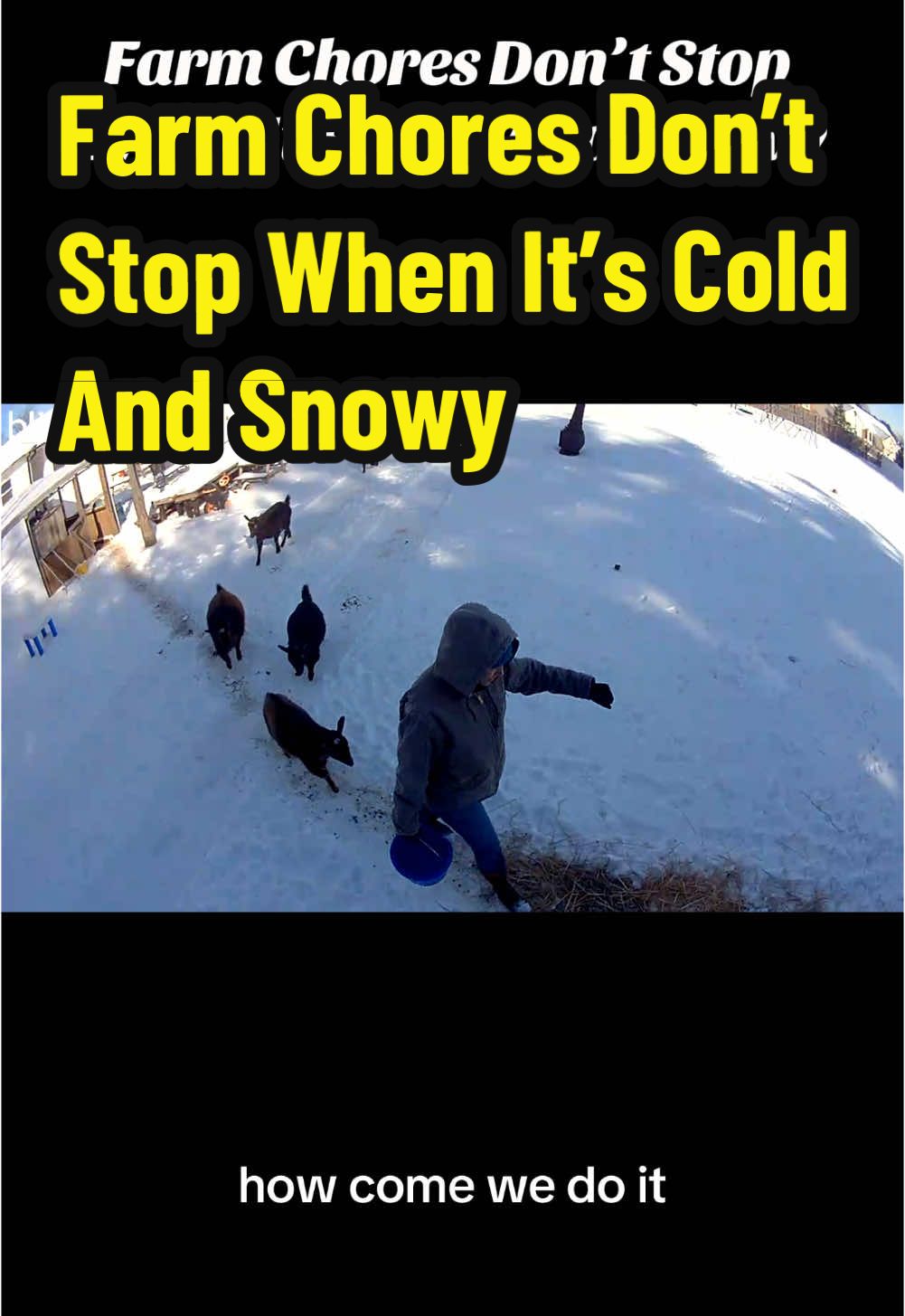 Farm Chores Don’t Stop When It’s Cold And Snowy. It’s Not Always Fun But It’s Absolutely Worth It. #fyp #goats #farmanimals #nigeriandwarfgoats #goatsoftiktok #farmlife #PetsOfTikTok #animals #winterstorm #missouriweather #snow #winter #coldweather #farmtok 