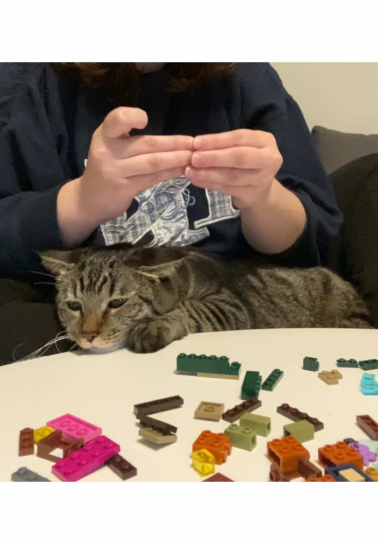 Pov: building legos with a cat who thinks everything is hers                         #catsoftiktok #funny #fyp #legotiktok #funnycat 