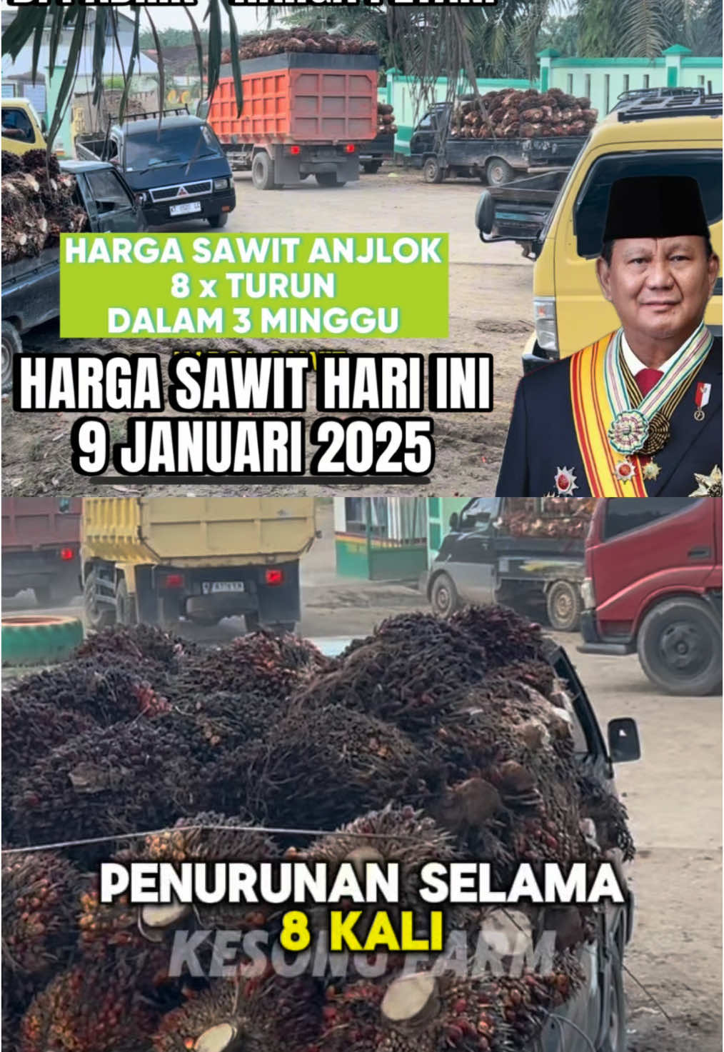 Harga sawit 9 Januari 2025. Harga sawit Anjlok. Bukan hanya turun, tapi anjlok. Karena telah terjadi penurunan harga 8x berturut-turut selama 3 Minggu.  #hargasawit #hargasawitanjlok #hargasawithariini #sawit 