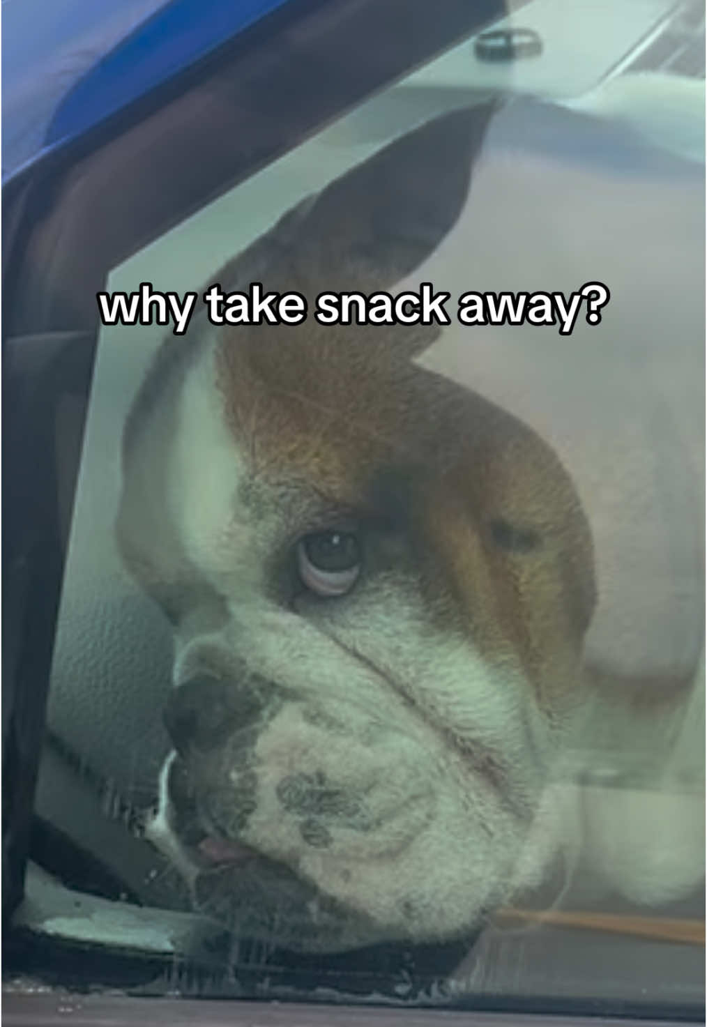 he in fact did not get it open! #fyp #englishbulldog #foryou #dog #dogtok #lockedout #bubba 