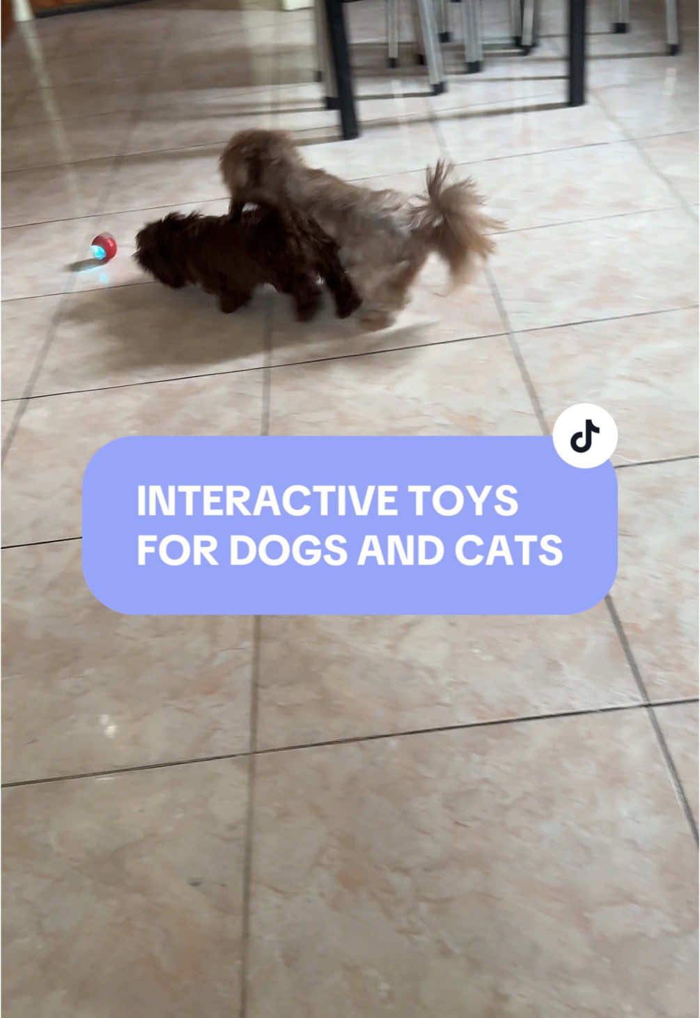 Interactive Self Moving Rolling Ball Toy For Dogs and Cats 🐶🐱 #interactivetoys #dogtoys #cattoys #ball #PetsOfTikTok #fyp