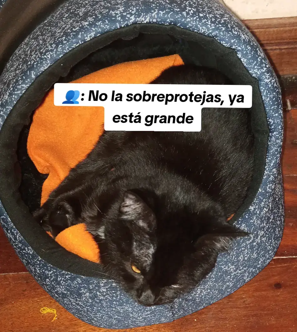 Siempre te veré como mi niña, mi wawita, la que llegó a mi con tan solo un mes de vida llegaste a mi como una bendición para ser mi compañera de aventuras. 🐈‍⬛💜🥰 #fyp #parati #tiktok #gatitosnegros #