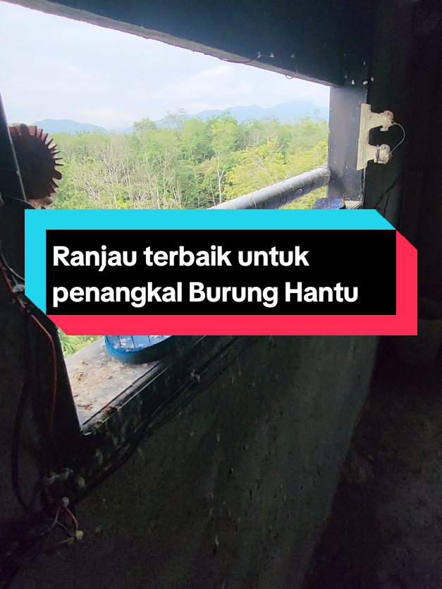 pancing Jangan Terlalu Rapat agar anakan Walet AMAN