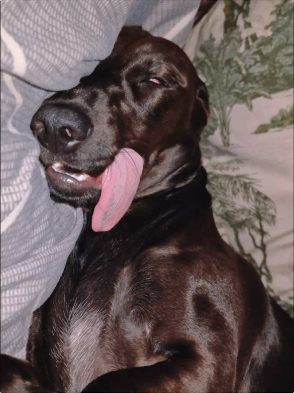 Dogs sleeping posture is funny 🤣😂#fyp #foryou #pets #funnyvideo #funnytiktok 