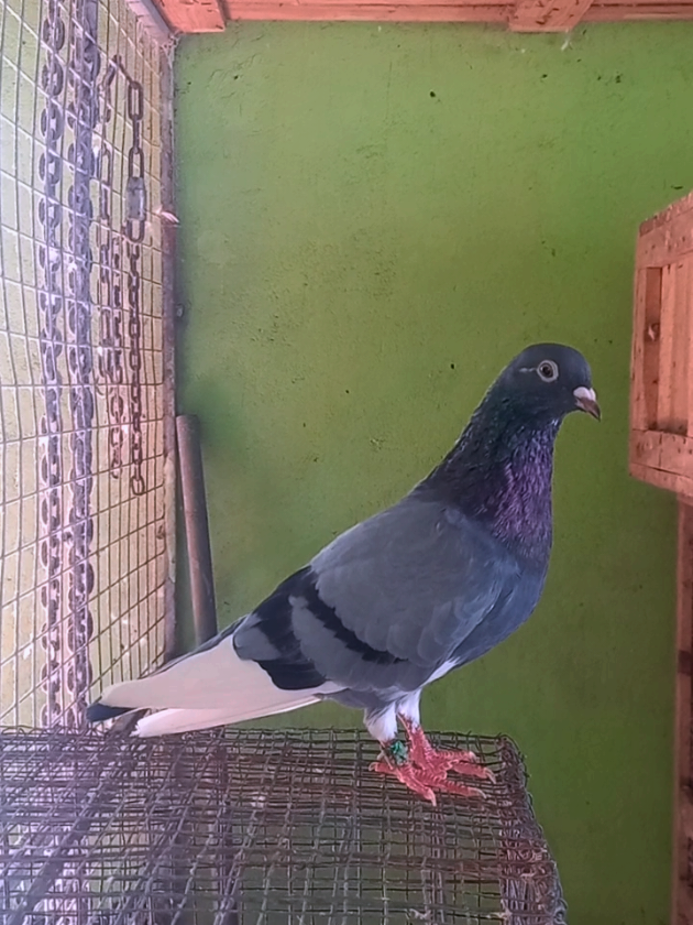 #KRISHLOFT #pigeonlovers #tipplers #trending #viral #tiktok #♥️♥️♥️♥️♥️♥️♥️♥️♥️♥️♥️♥️ 