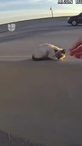 La cámara corporal de una oficial captó el momento en que un gato atrapado en plena autopista fue rescatado. 📹🐈