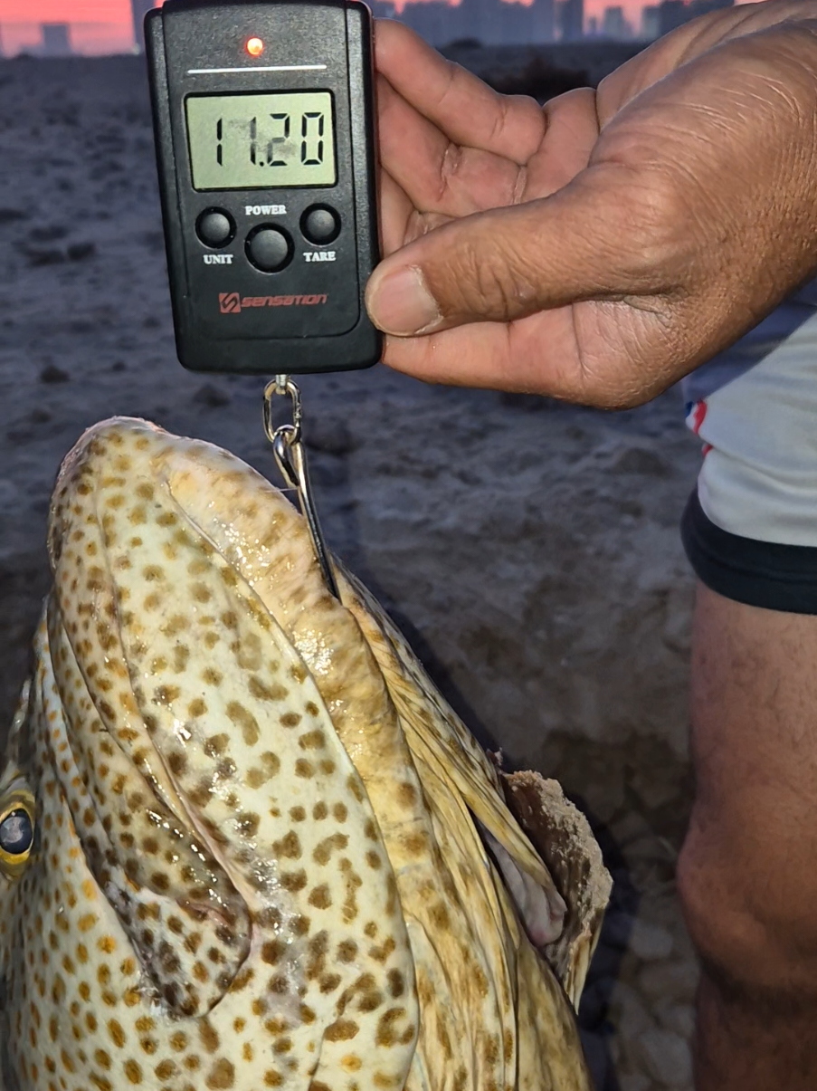 11 kilograms grouper #creatorsearchinsights #camping #fishing #ferdzfishing #islandcamping #viralvideo #islandhoping #