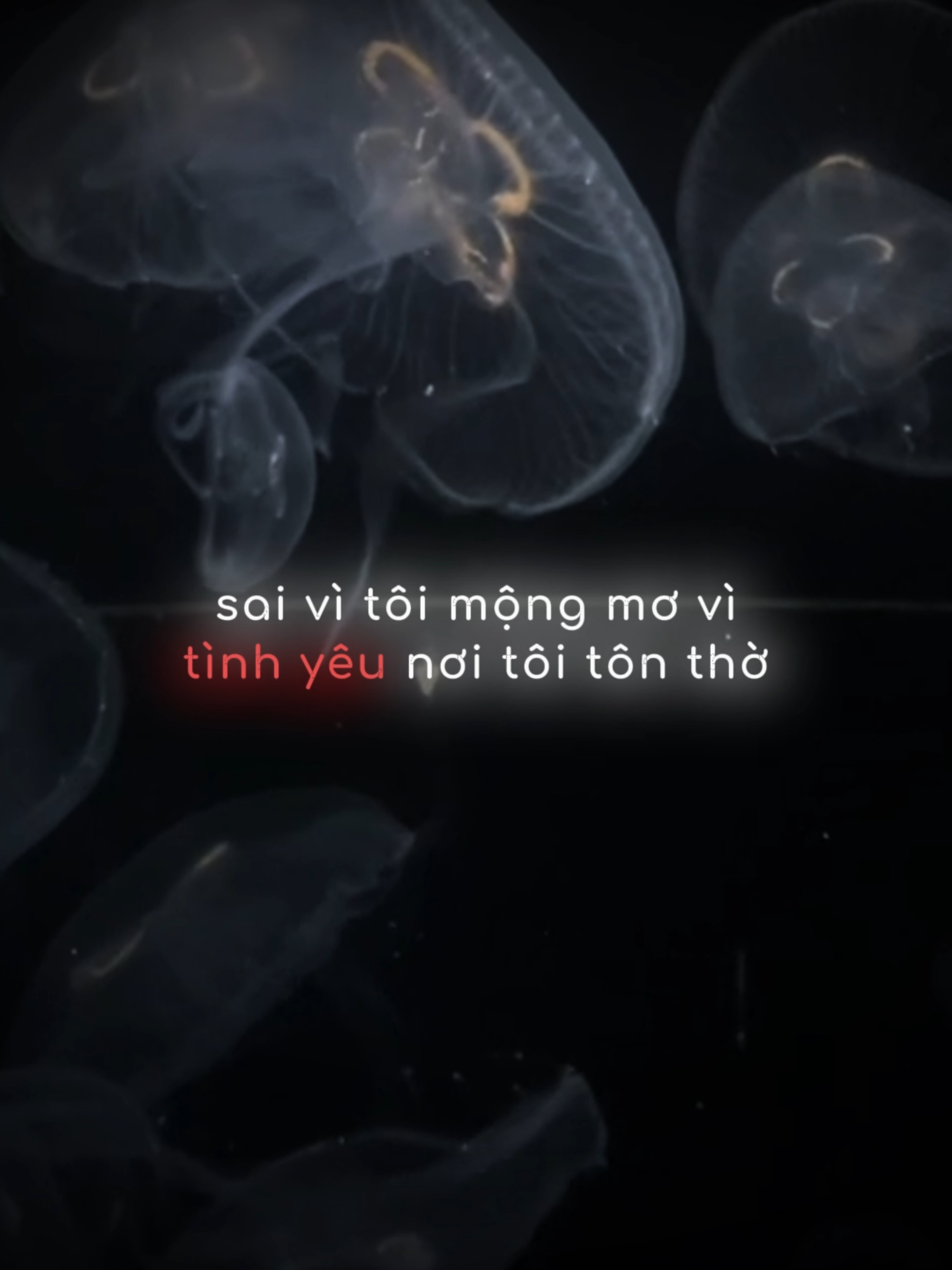 sai vì tôi mộng mơ vì tình yêu nơi tôi tôn thờ