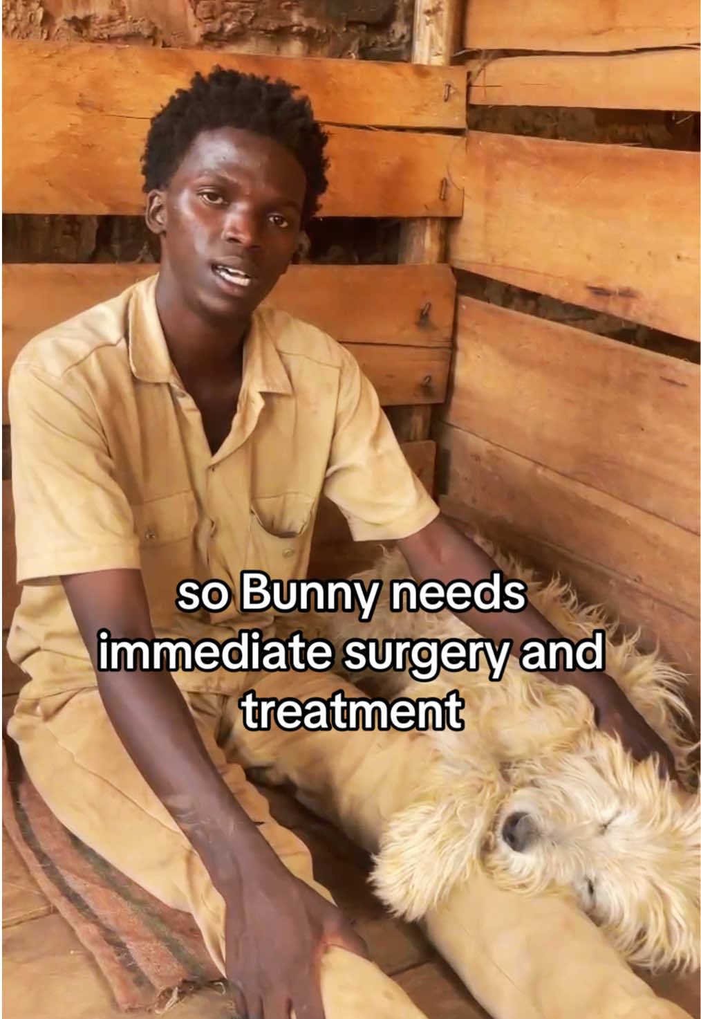 ‼️ PLEASE READ ‼️ Bunny has developed EPIDURAL EMPYEMA on his spine, and it's making it hard for him to move or even walk. He urgently needs surgery to relieve his pain and regain his mobility.  This spinal abscess is a rare, life-threatening condition in dogs that occurs when pus builds up in the epidural space of the vertebral canal. It’s very urgent that he get the surgery right away as he has been dealing with this for over a month already due to lack of funds.  Please, if you can, support Bunny's surgery and recovery. Every contribution, big or small, will make a world of difference for him. Let's help Bunny get back on his paws again!  LINKS ⬇️ *   GoFundMe: gofund.me/3eb8d3fb *   PayPal: https://www.paypal.com/donate? hosted_button_id=4YLQYL96JC9YA #A#AdoptDontShopd#dogrescued#donates#supports#sharef#fypagef#foryoupaged#dogsD#DogsOfTikTokd#dogshelterd#donationsneededs#supportsmallbusinesst#trendingvideotrending #surgery 