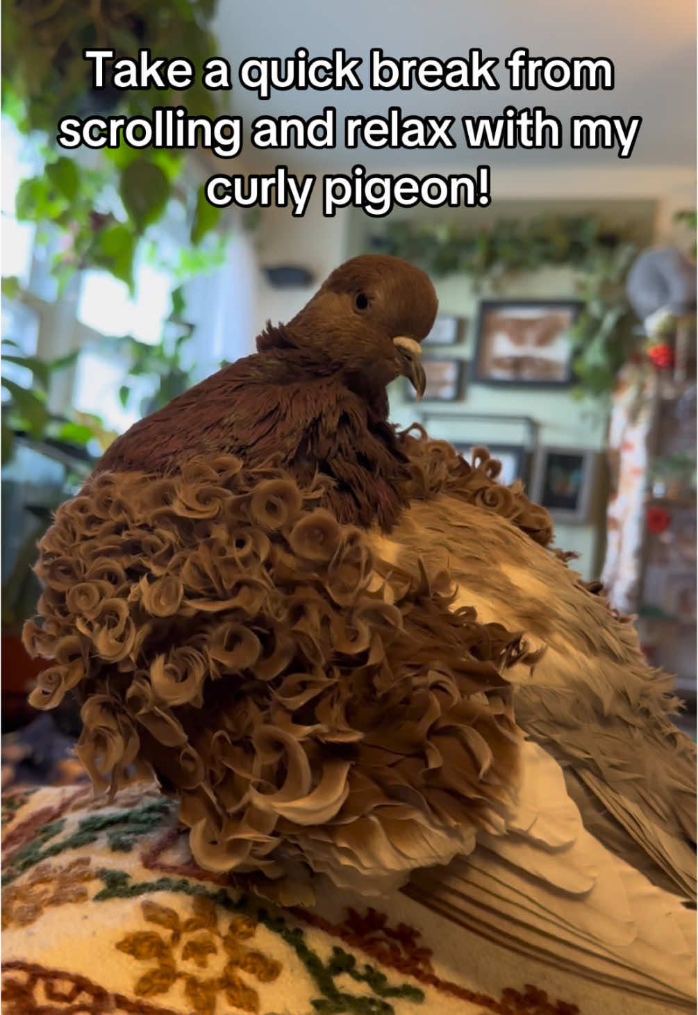 More preening content because Atlas is a pretty boy - #pigeon #pigeonsoftiktok #esa #pigeons #petpigeon #fyp #PetsOfTikTok #birdsoftiktok #curlypigeon #pigeonlovers #pigeontok #pet #frillback #petbird #curly 