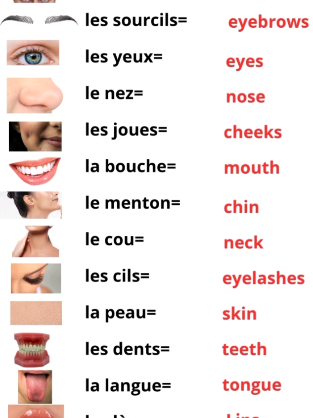 Common French Words  #Commonwordsinfrench  #Commonwordsinenglish #french #English #learning #vocabulary #basicwords #face #visage