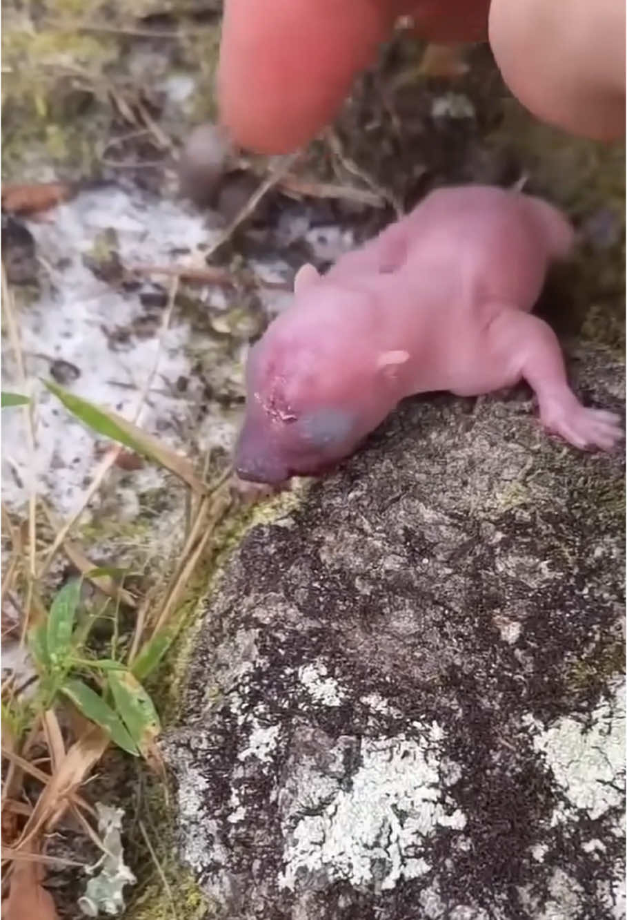 Newborn squirrel lost its mother and was fortunately rescued and raised #animal #rescueanimals #rescue #animalsoftiktok #squirrel #animalssquirrel #squirrelsoftiktok #rescuesquirrel 