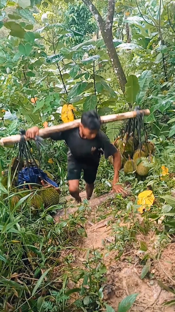 #lagih bawa duren lokal Baduy ##semoga dengan video inih akun kita cepat berkembang yah teman teman  🙏🙏#fypシ゚viral 