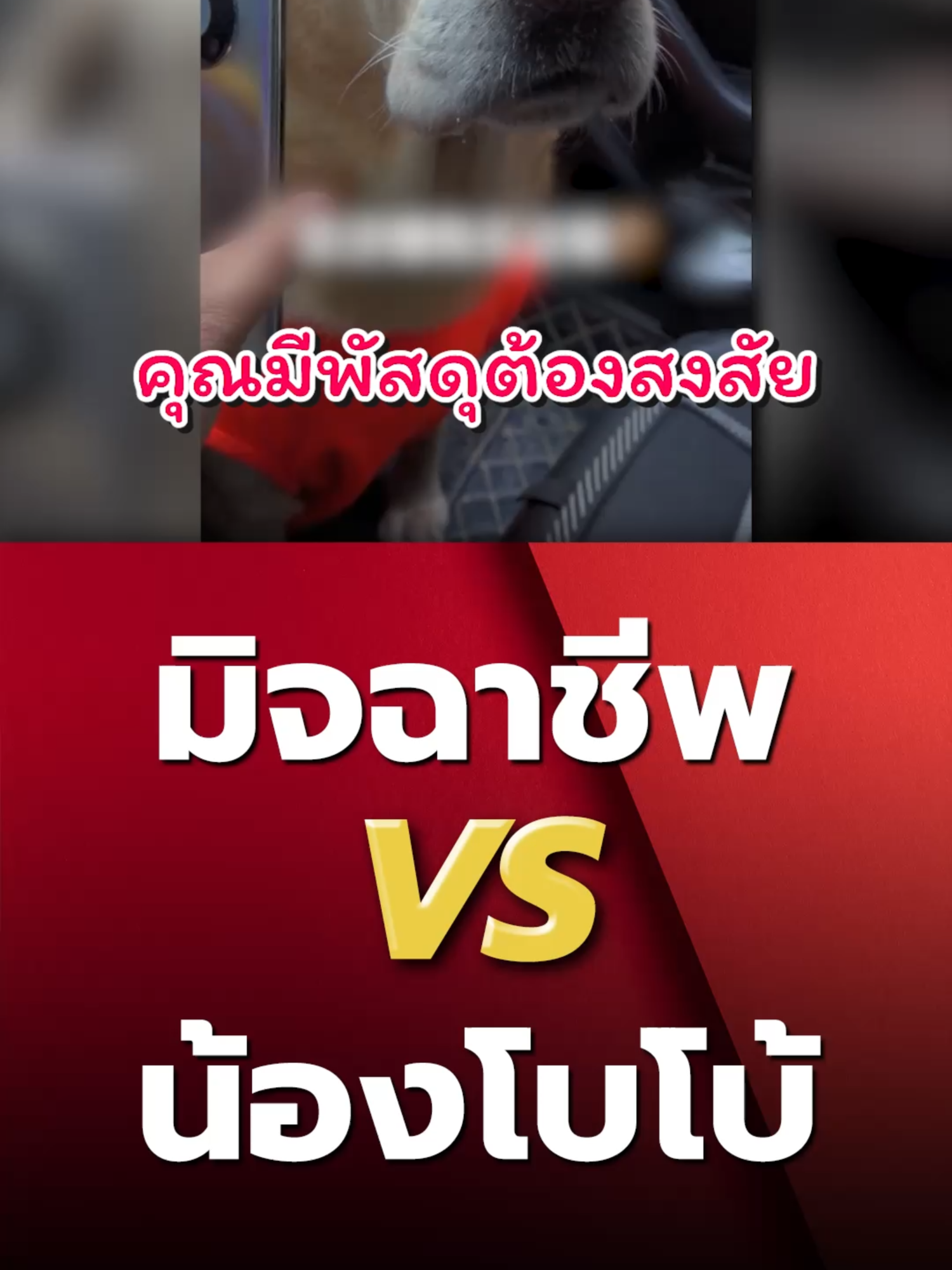 มิจฉาชีพ vs น้องโบโบ้ #ตลก #หมา #foryou #สัตว์โลกน่ารัก #จีน