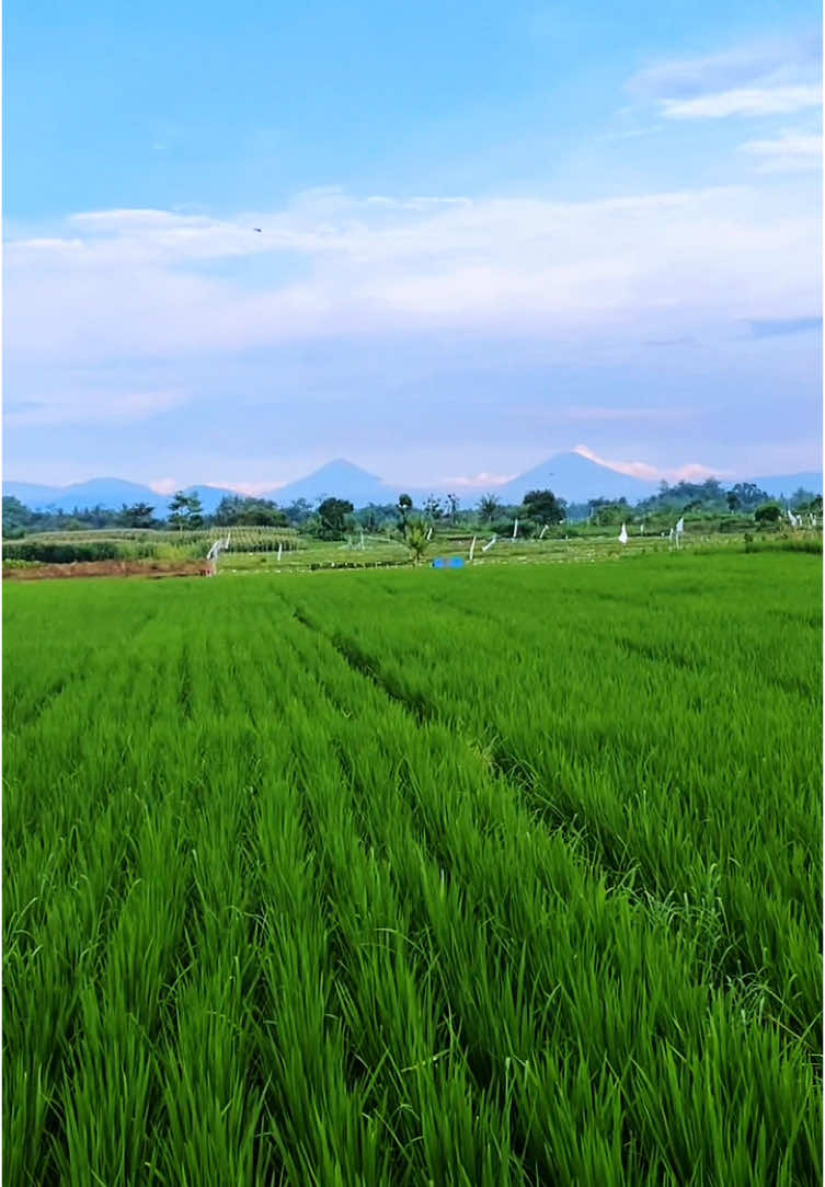 Sindoro Sumbing Katon Sekang Salah Satu Desa di Kec Padamara. Kye si desa apa ya ra ngerti jenenge? #purbalingga #fyp #estetik 