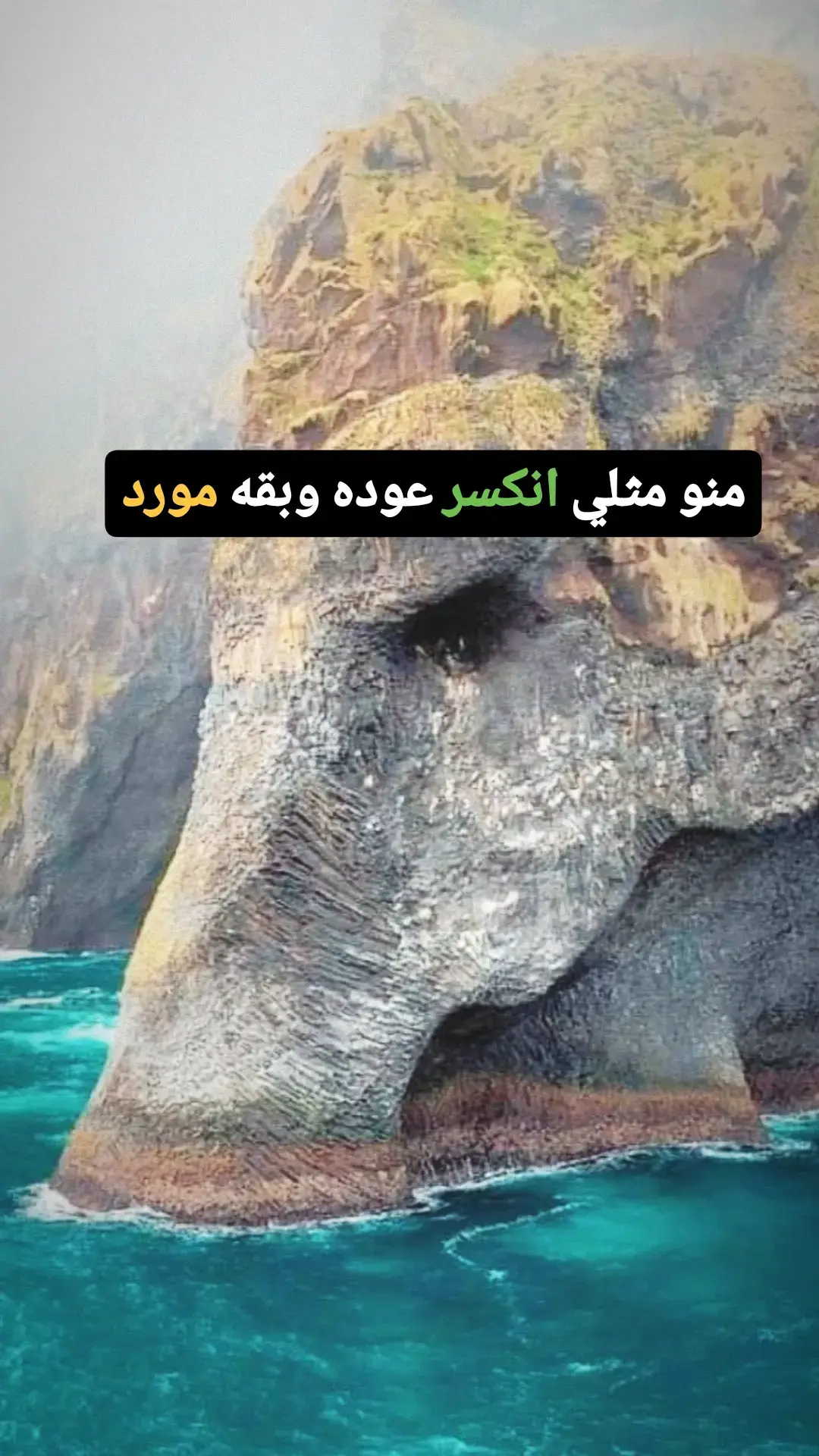 منو مثلي انكسر عوده وبقه مورد