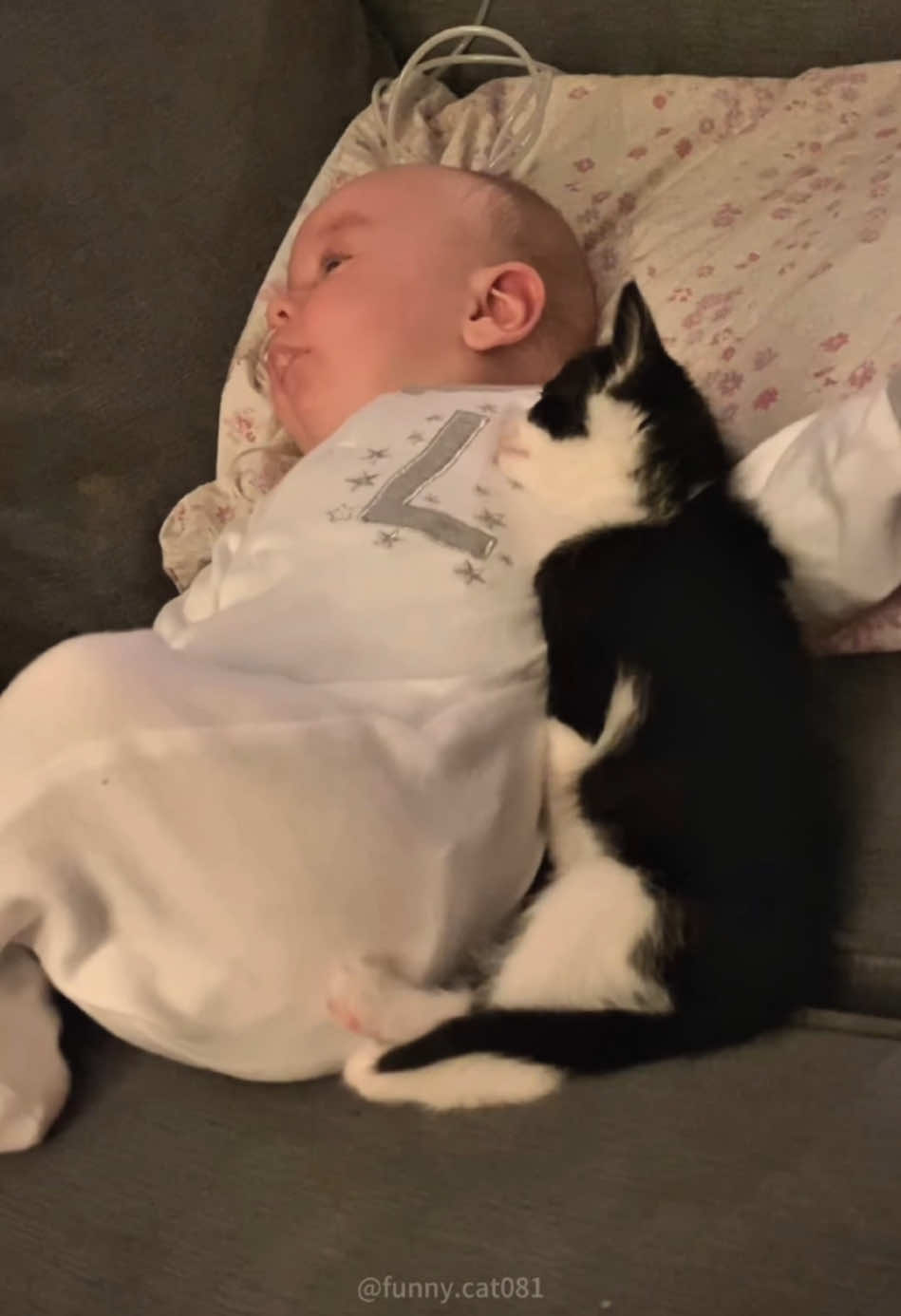 Cats and Babies🥰#cat #catsoftiktok #catlover #funny #funnyvideos #foryou #fypage #fypツ #funnycat #funnytiktok #cats 