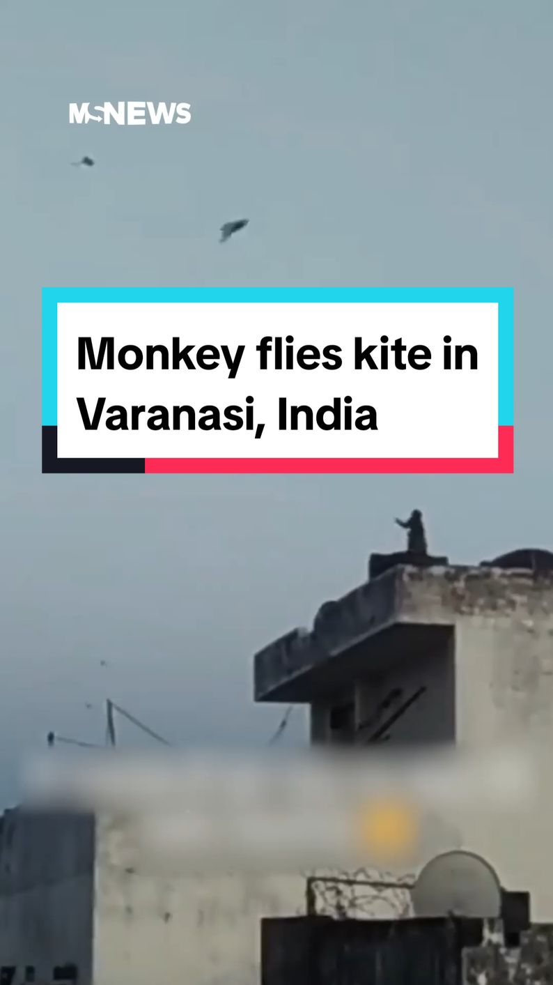 Now that's some monkey business. 🐒🪁 #mustsharenews #tiktoksg #animalsoftiktok #india 