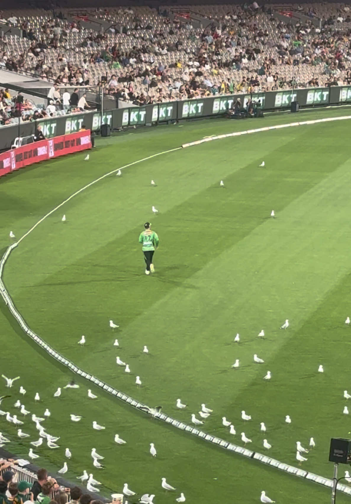 When you try and get a video of your fiancée surrounded by birds 😭😭😭😭😭😭😭 @Ben Duckett  #birdgate #bbl #bigbash #rip #ripseagull #melbournestars 